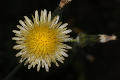 Sonchus oleraceus oleraceus