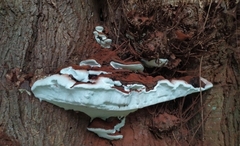 Ganoderma adspersum