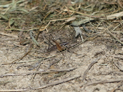 Pachytrachis gracilis