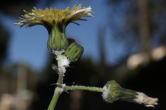Sonchus oleraceus oleraceus