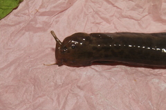 Trichomycterus bogotensis