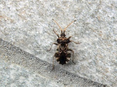Centrocoris variegatus