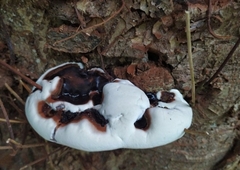 Ganoderma adspersum