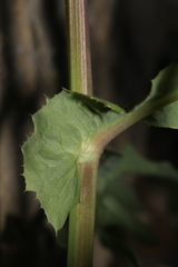 Sonchus oleraceus oleraceus