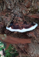 Ganoderma adspersum