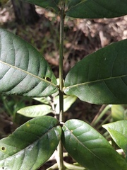 Flindersia bennettii