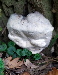 Ganoderma adspersum