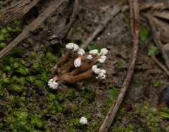 Cordyceps sinclairii