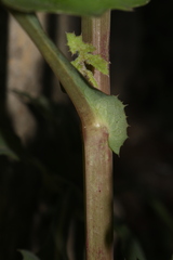 Sonchus oleraceus oleraceus