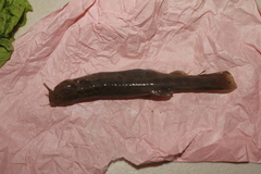 Trichomycterus bogotensis