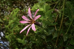 Mutisia spinosa