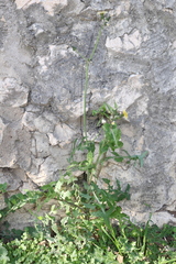 Sonchus oleraceus oleraceus