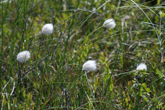 Eriophorum chamissonis
