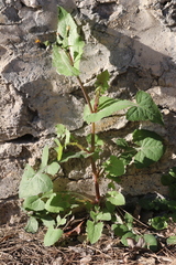 Sonchus oleraceus oleraceus