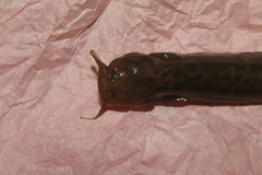 Trichomycterus bogotensis