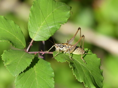 Pachytrachis striolatus