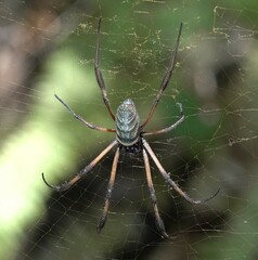 Nephila comorana