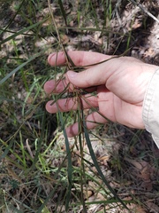 Acacia maidenii