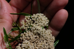 Ozothamnus ferrugineus