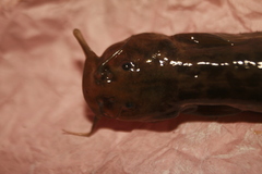Trichomycterus bogotensis