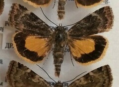 Cryptocala chardinyi