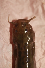 Trichomycterus bogotensis