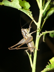 Pachytrachis striolatus