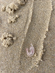 Eumalacostraca