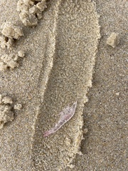 Eumalacostraca