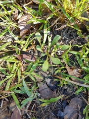 Sphaeromorphaea australis