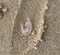 Eumalacostraca