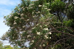Ozothamnus ferrugineus