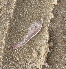 Eumalacostraca