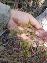Melaleuca sieberi