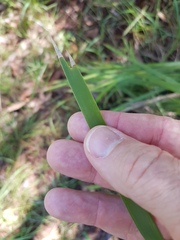 Lomandra hystrix