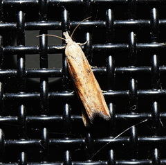Bactra venosana