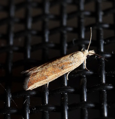 Bactra venosana