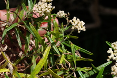 Ozothamnus ferrugineus