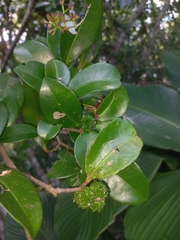 Pisphondylia brasiliensis