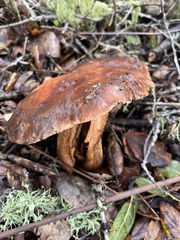 Aureoboletus flaviporus