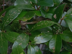 Pisphondylia brasiliensis