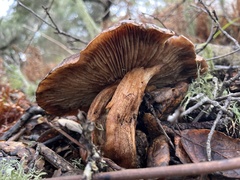 Aureoboletus flaviporus