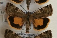 Cryptocala chardinyi