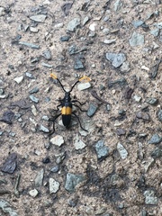 Pachyteria dimidiata