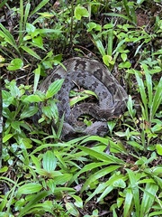 Bothrops jararaca