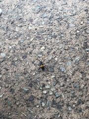 Pachyteria dimidiata