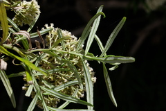 Ozothamnus ferrugineus