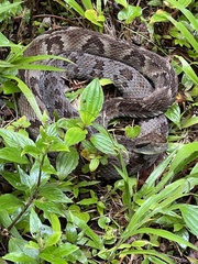 Bothrops jararaca