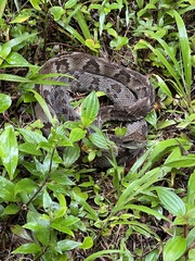 Bothrops jararaca