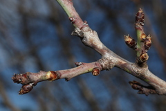 Prunus amygdalus